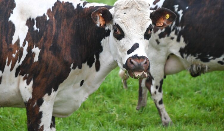 Ekoschemat „Dobrostan zwierząt” Dodatkowe pieniądze dla hodowców bydła z QMP – tylko do 16 czerwca!