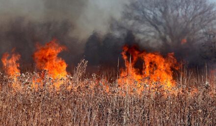 Pożar na Białych Błotach w Wołominie