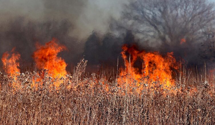 Pożar na Białych Błotach w Wołominie