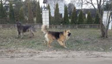 Psy wybiegły na drogę - rowerzysta z poważnymi obrażeniami trafił do szpitala