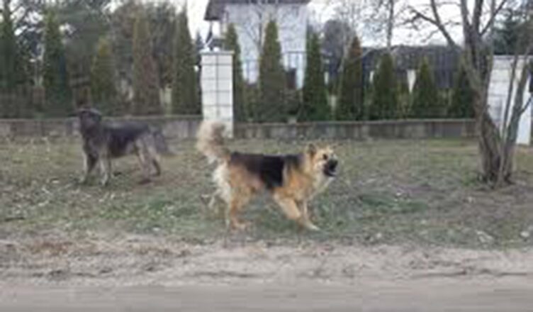 Psy wybiegły na drogę - rowerzysta z poważnymi obrażeniami trafił do szpitala