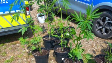 Aresztowany 29-latek, przejęte 1,5 kg marihuany i zlikwidowana plantacja konopi