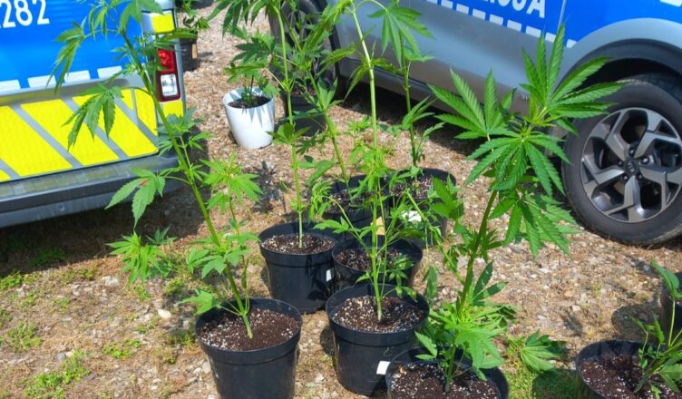 Aresztowany 29-latek, przejęte 1,5 kg marihuany i zlikwidowana plantacja konopi