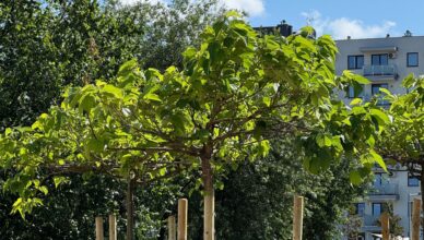 Ząbki się zielenią!