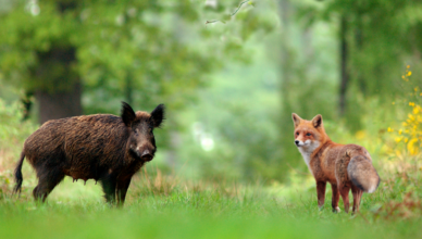 Kobyłka - Obecność dzikich zwierząt w miastach