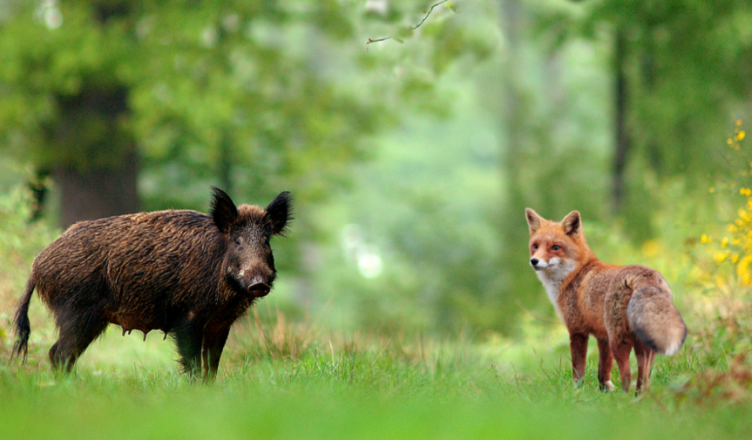 Kobyłka - Obecność dzikich zwierząt w miastach