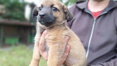Maluch w potrzebie – porzucony szczeniak czeka na dom