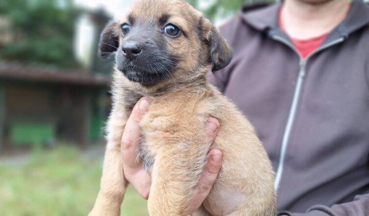 Maluch w potrzebie – porzucony szczeniak czeka na dom