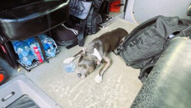 Stafford uratowany przez policjantów z Oddziału Prewencji Policji