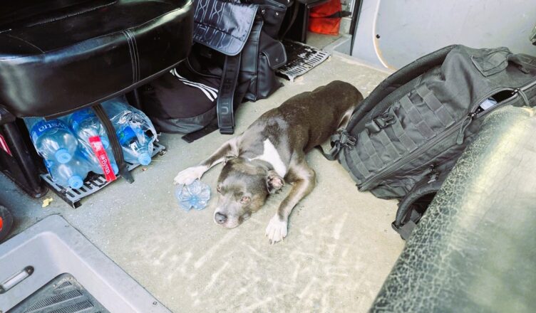 Stafford uratowany przez policjantów z Oddziału Prewencji Policji