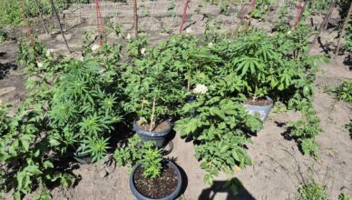 Wpadli w trakcie narkotykowej transakcji