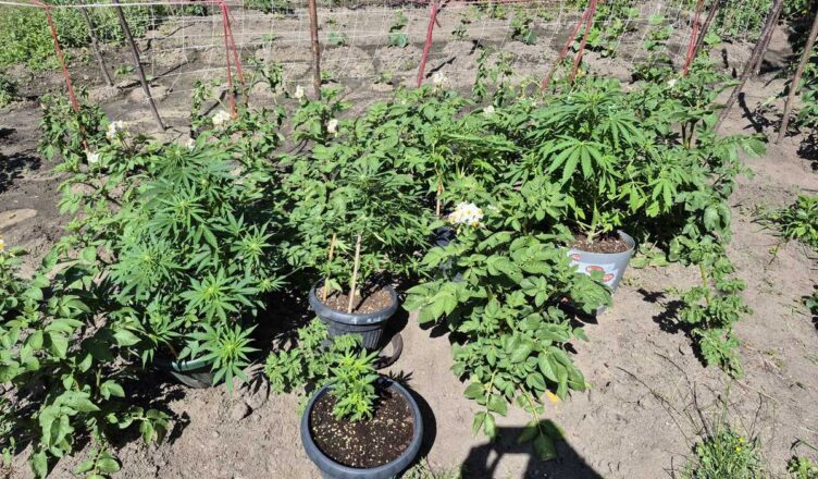 Wpadli w trakcie narkotykowej transakcji