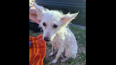 Reakcja świadków uratowała życie psa