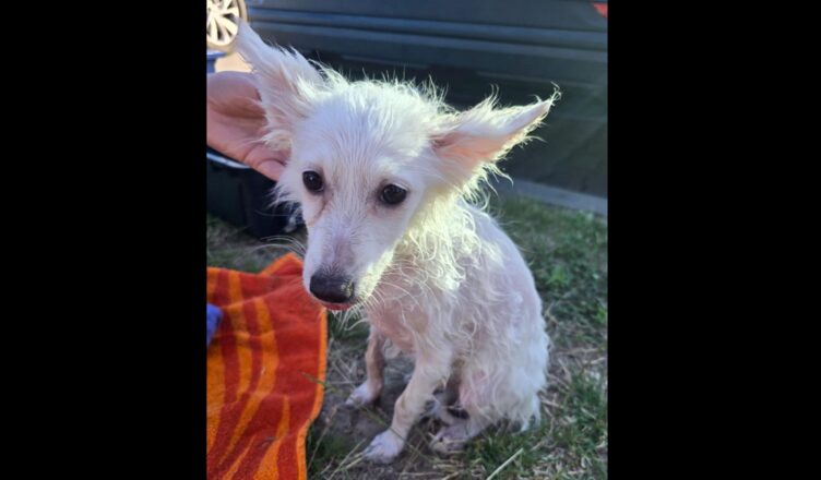 Reakcja świadków uratowała życie psa