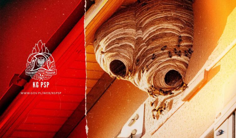 Odpowiedzialność za usuwanie rojów i gniazd owadów błonkoskrzydłych