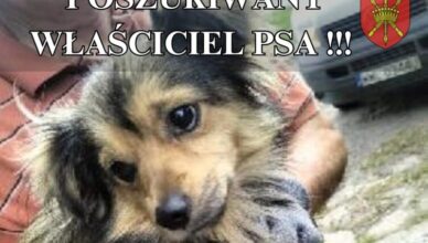 Poszukiwany właściciel psa