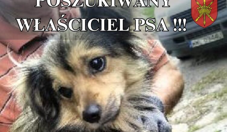 Poszukiwany właściciel psa