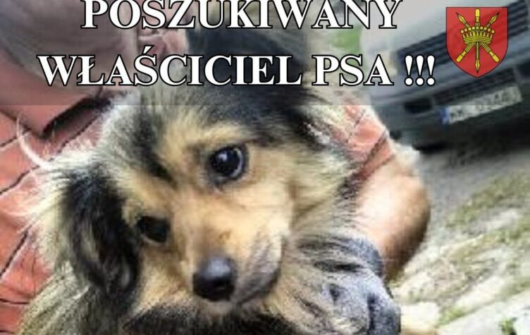 Poszukiwany właściciel psa