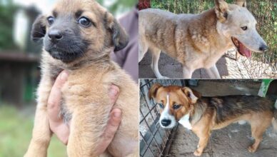 Te psiaki wciąż czekają na swój nowy dom – może to właśnie Ty go im dasz?