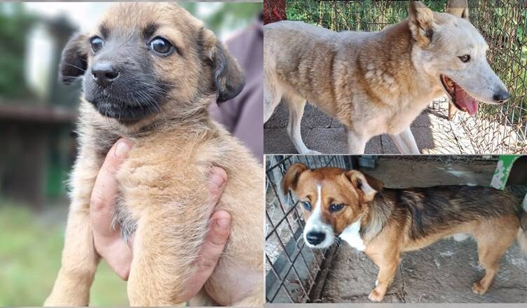 Te psiaki wciąż czekają na swój nowy dom – może to właśnie Ty go im dasz?