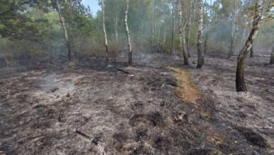 Pożar poszycia leśnego w Kobyłce – szybka akcja strażaków zapobiegła rozprzestrzenieniu ognia