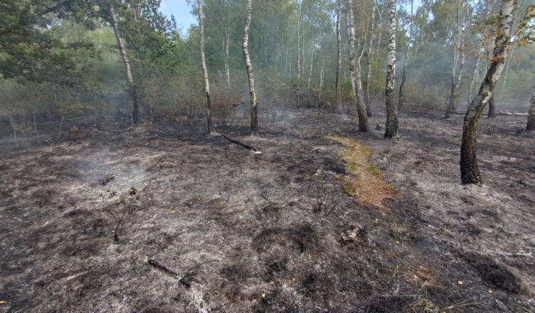 Pożar poszycia leśnego w Kobyłce – szybka akcja strażaków zapobiegła rozprzestrzenieniu ognia