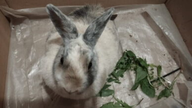 Zguba z uszami: w Jadowie odnaleziono królika — urząd szuka właściciela