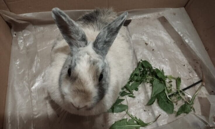 Zguba z uszami: w Jadowie odnaleziono królika — urząd szuka właściciela