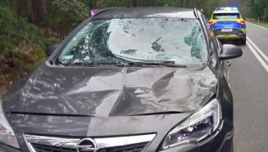 Kolejne zdarzenia drogowe z udziałem dzikiej zwierzyny