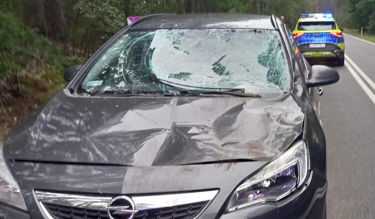 Kolejne zdarzenia drogowe z udziałem dzikiej zwierzyny