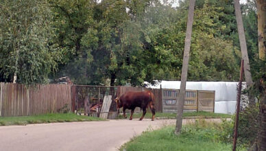 Nietypowa interwencja byk spacerował jedną z ulic