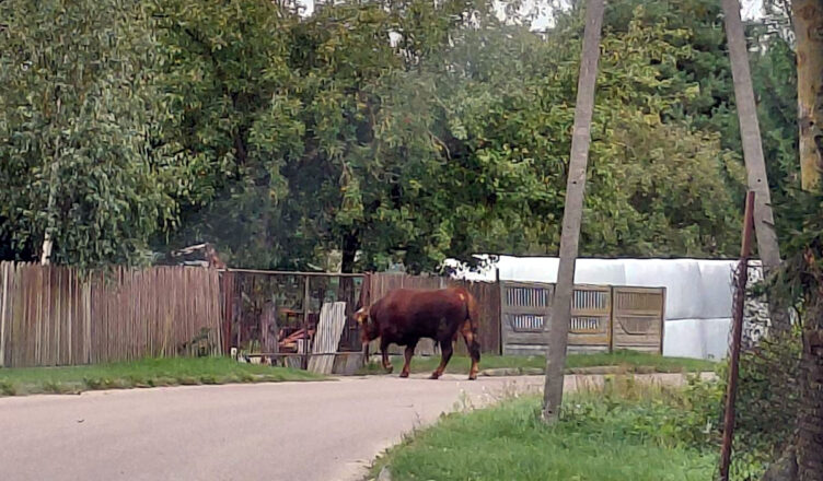 Nietypowa interwencja byk spacerował jedną z ulic