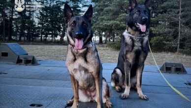 Psy służbowe z 5 Mazowieckiej Brygady Obrony Terytorialnej na międzynarodowych ćwiczeniach