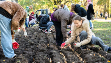 Zielonka - Jesienne sadzenie żonkili – symbol siły i nadziei