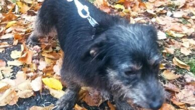 Zgubił się psiak! Pomóżmy mu wrócić do domu!