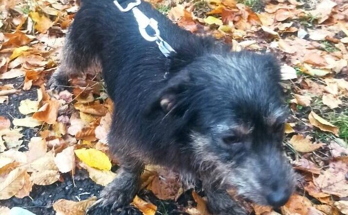 Zgubił się psiak! Pomóżmy mu wrócić do domu!