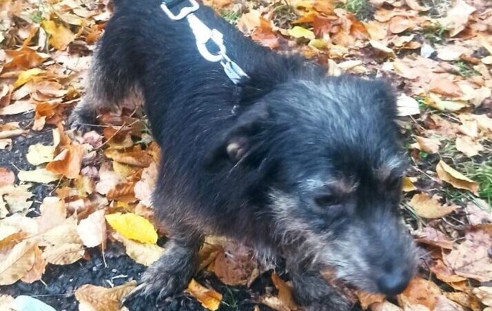 Zgubił się psiak! Pomóżmy mu wrócić do domu!