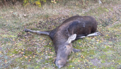 Zderzenia ze zwierzętami leśnymi. Policja apeluje o zachowanie ostrożności na drogach
