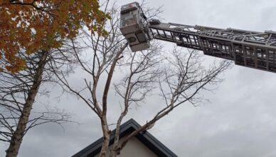 Niebezpieczna sytuacja w Zielonce. Pochylone drzewo zagrażało mieszkańcom.