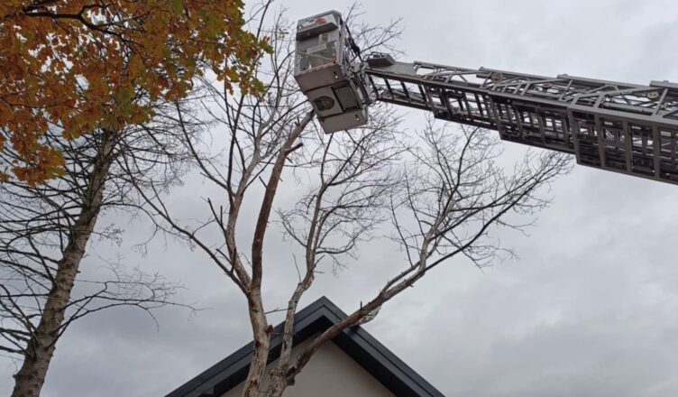 Niebezpieczna sytuacja w Zielonce. Pochylone drzewo zagrażało mieszkańcom.