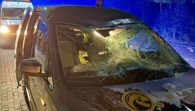 Zderzenie samochodu z łosiem