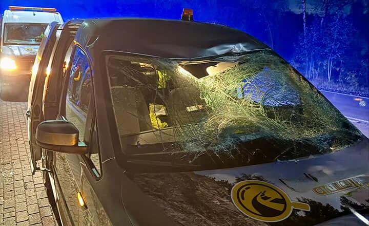 Zderzenie samochodu z łosiem