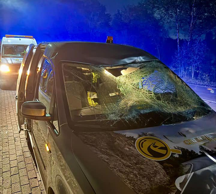 Zderzenie samochodu z łosiem