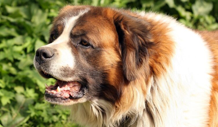 11-latkę wracającą ze szkoły zaatakował pies