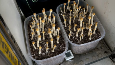 Wspólna akcja kryminalnych i policjantów CBŚP