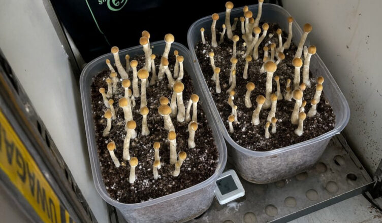 Wspólna akcja kryminalnych i policjantów CBŚP