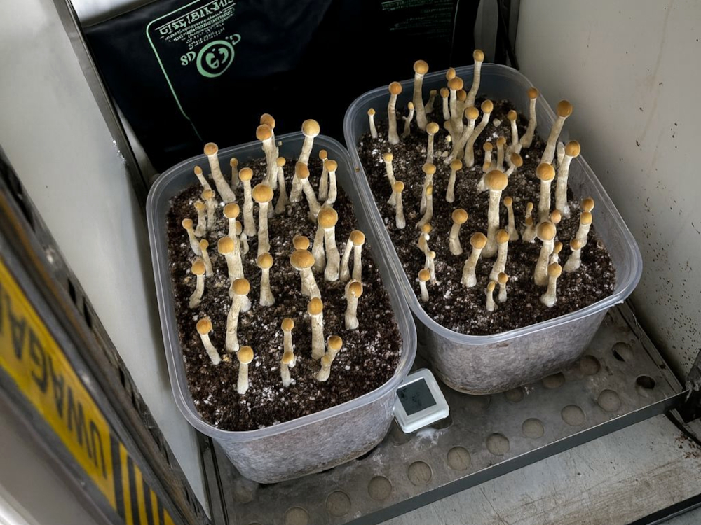 Wspólna akcja kryminalnych i policjantów CBŚP