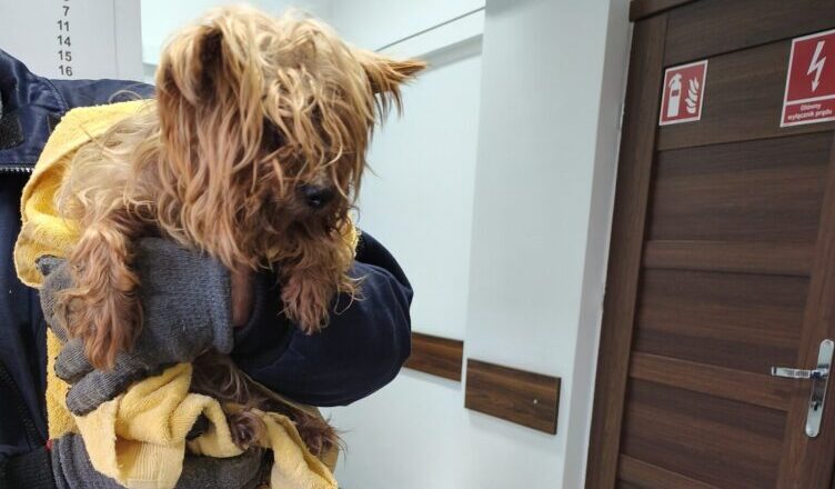 Kto zgubił przyjaciółkę na czterech łapach?