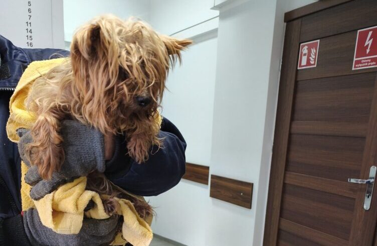 Kto zgubił przyjaciółkę na czterech łapach?