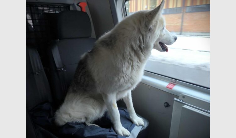 O psie, który jeździł koleją… Nietypowa interwencja policjantów